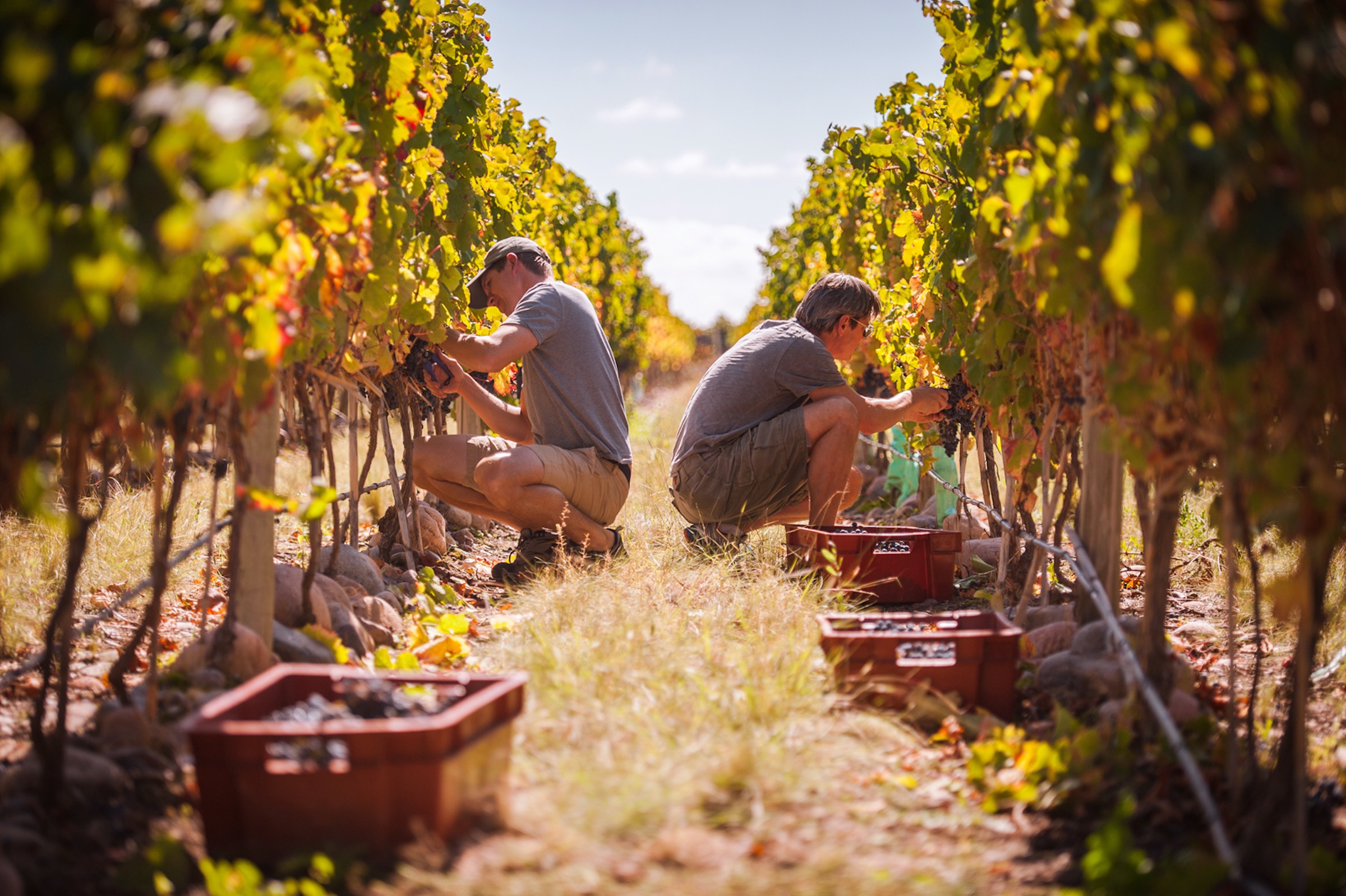 Emerging Wine Regions: Africa and Latin America's - X.H